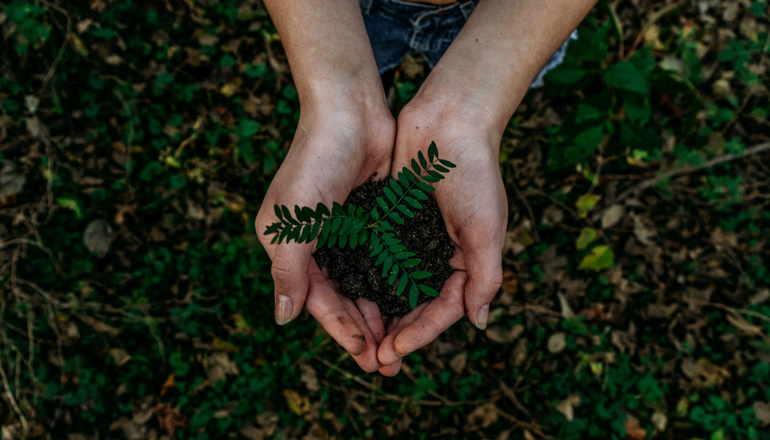 two hands holding a ball of soil with a small plant just beginning to grow.